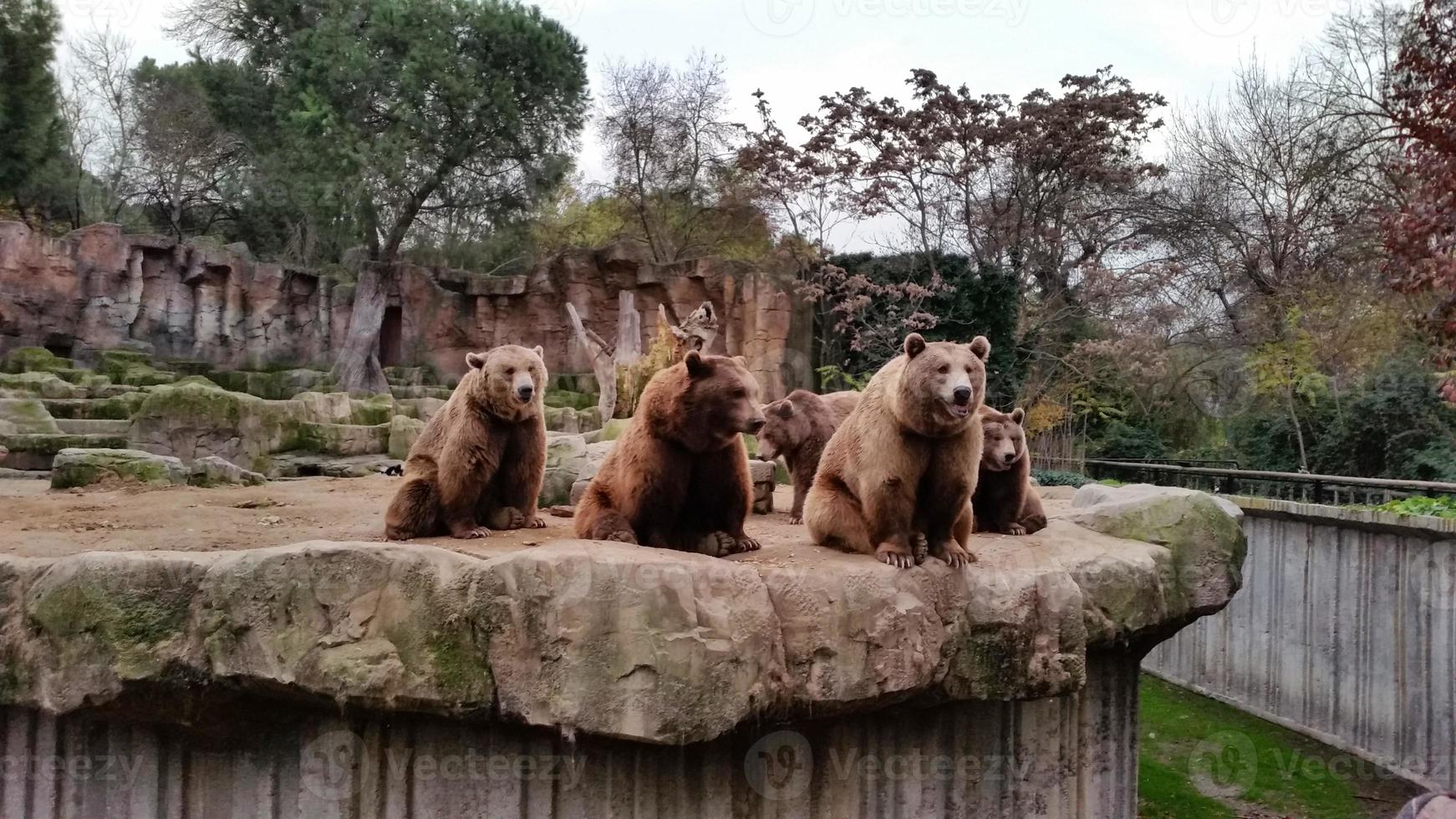 des hordes d'ours bruns sont assis à regarder les visiteurs photo