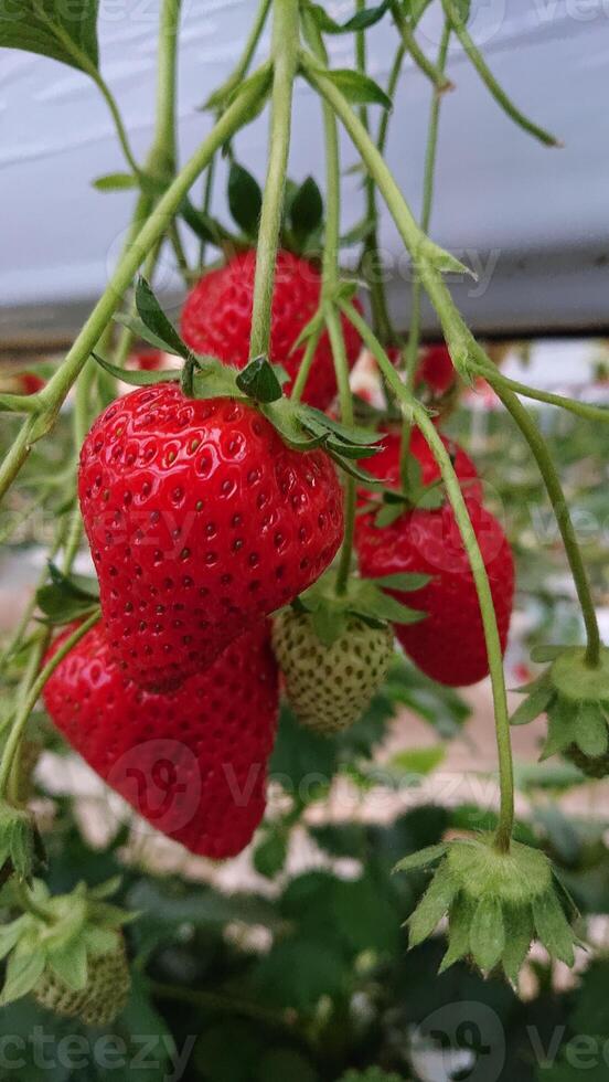 fraise de couleur rouge avec tiges et feuilles vertes photo