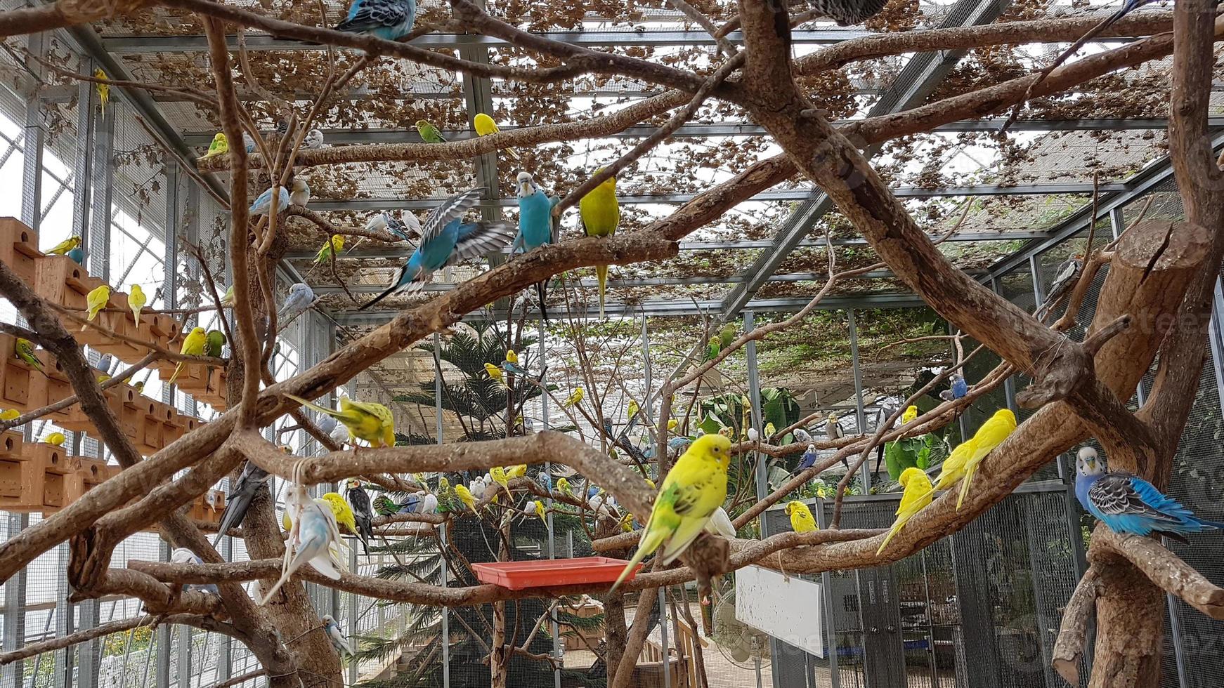 des hordes d'oiseaux perroquets colorés dans des cages photo