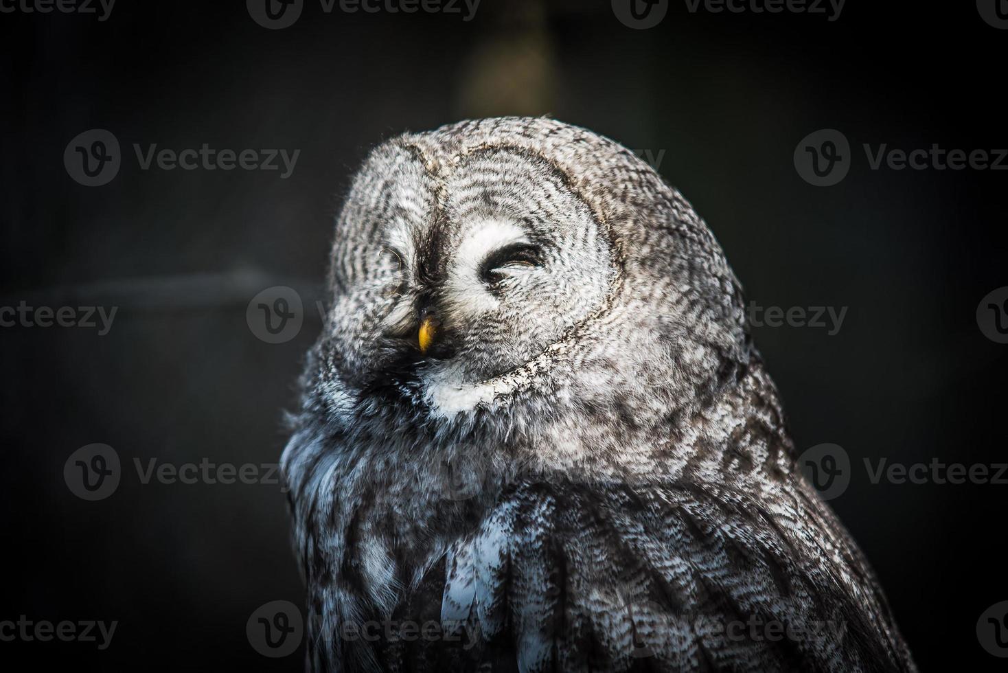 un hibou gris avec un motif perché sur un arbre photo