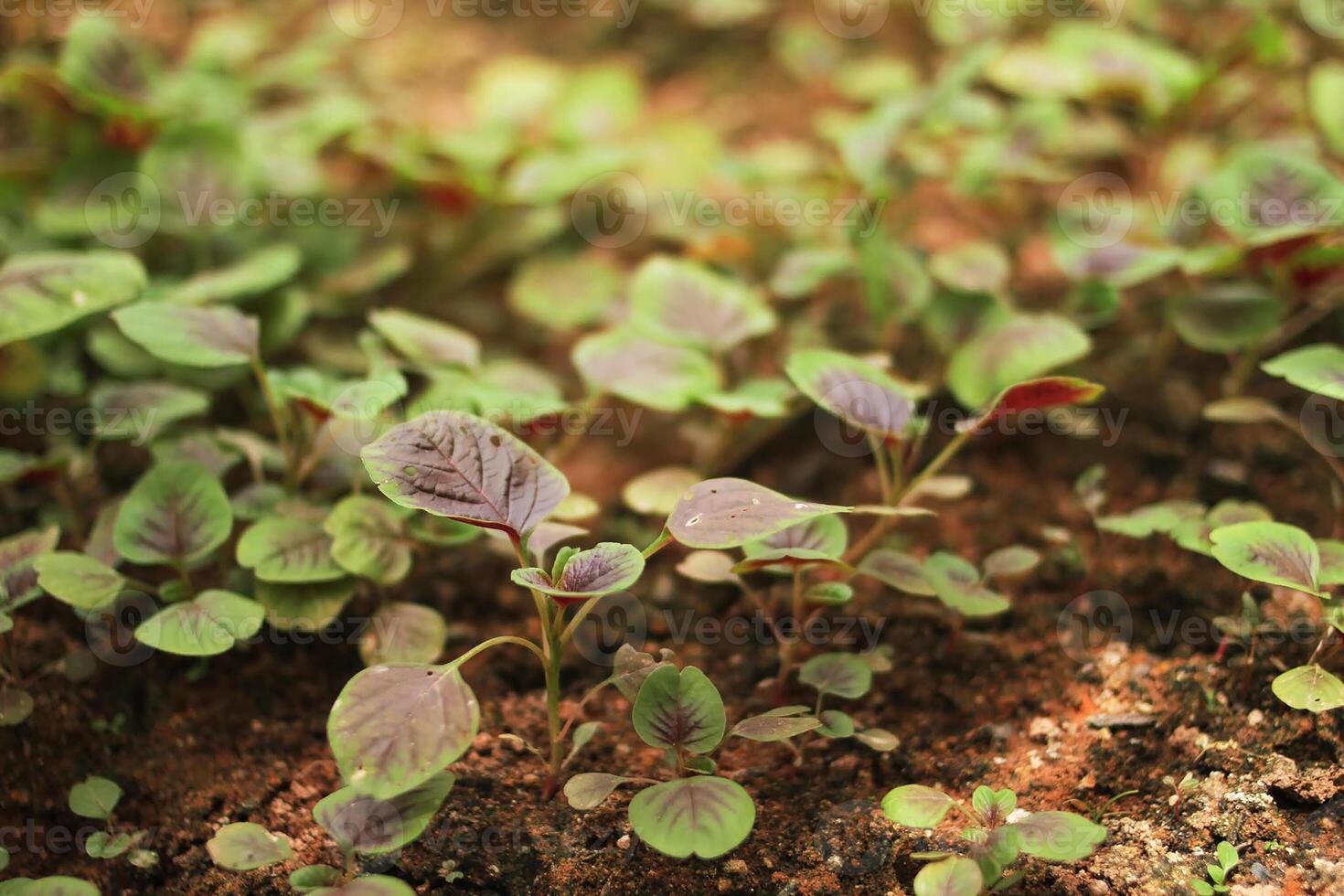 les plantes vertes poussent dans un sol brun avec un arrière-plan flou photo