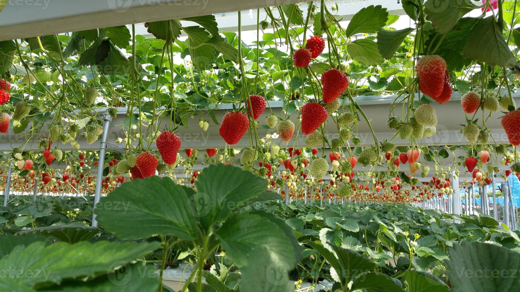 beaucoup de fraises poussent suspendues dans le jardin photo