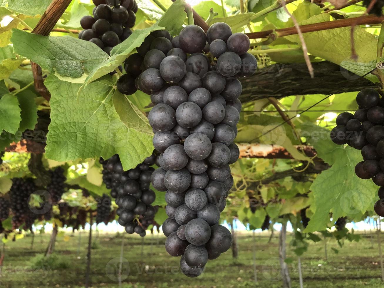 de nombreux raisins bleu-noir poussent suspendus dans le jardin sur fond de flou photo