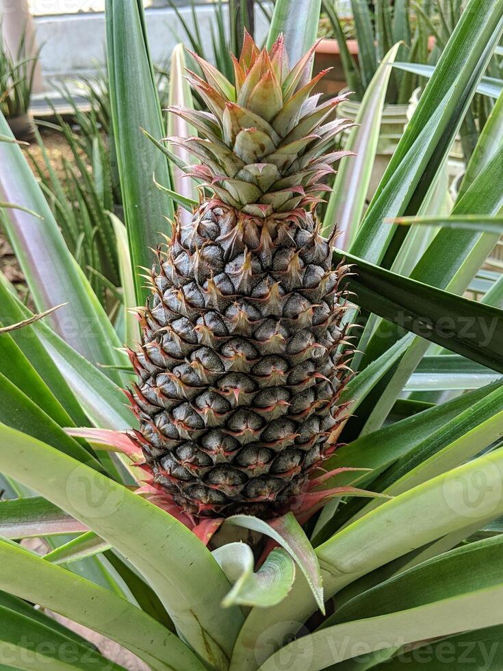 ananas jaune et feuilles pointues poussent du sol photo