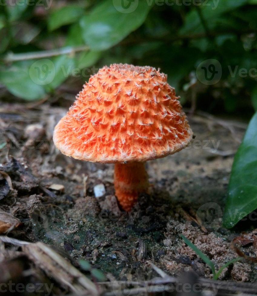 champignon rouge sang pousse sur le sol dans les forêts humides photo