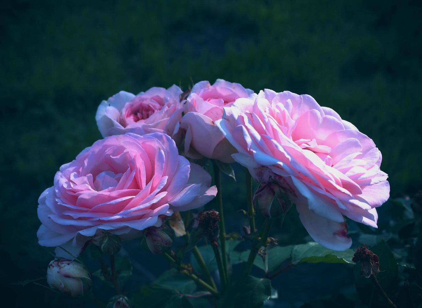 roses rose clair naturel avec des gouttes de pluie de feuilles vertes du concept de printemps dans le jardin. photo