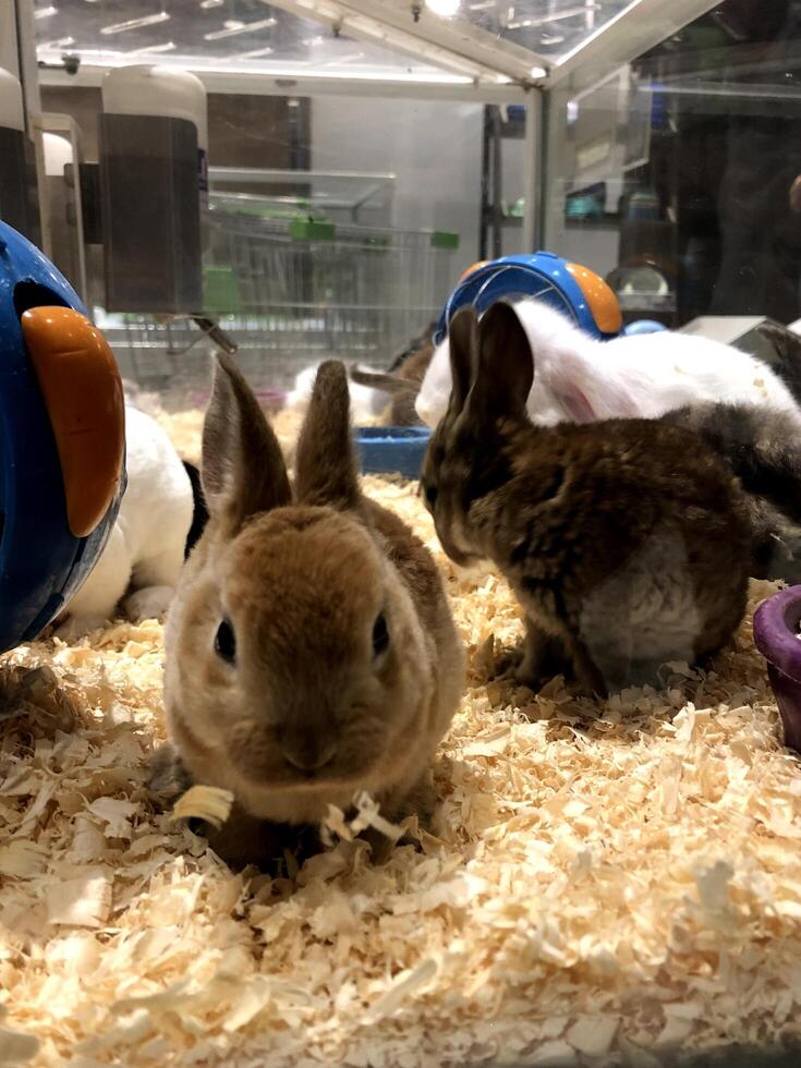 un lapin brun jouant dans une cage en verre photo