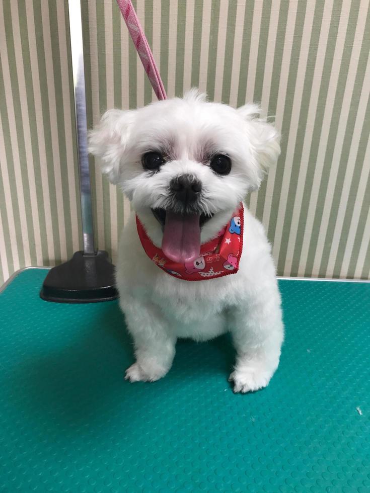 un chien blanc assis gentiment sur le canapé photo