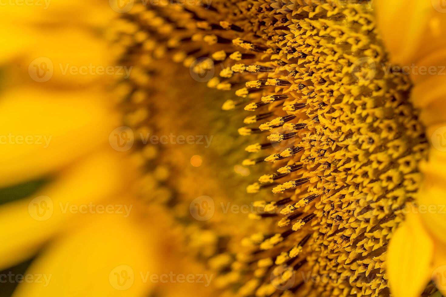 tournesol jaune tropical beau bouquet avec feuille verte exotique sur la nature terrestre. photo