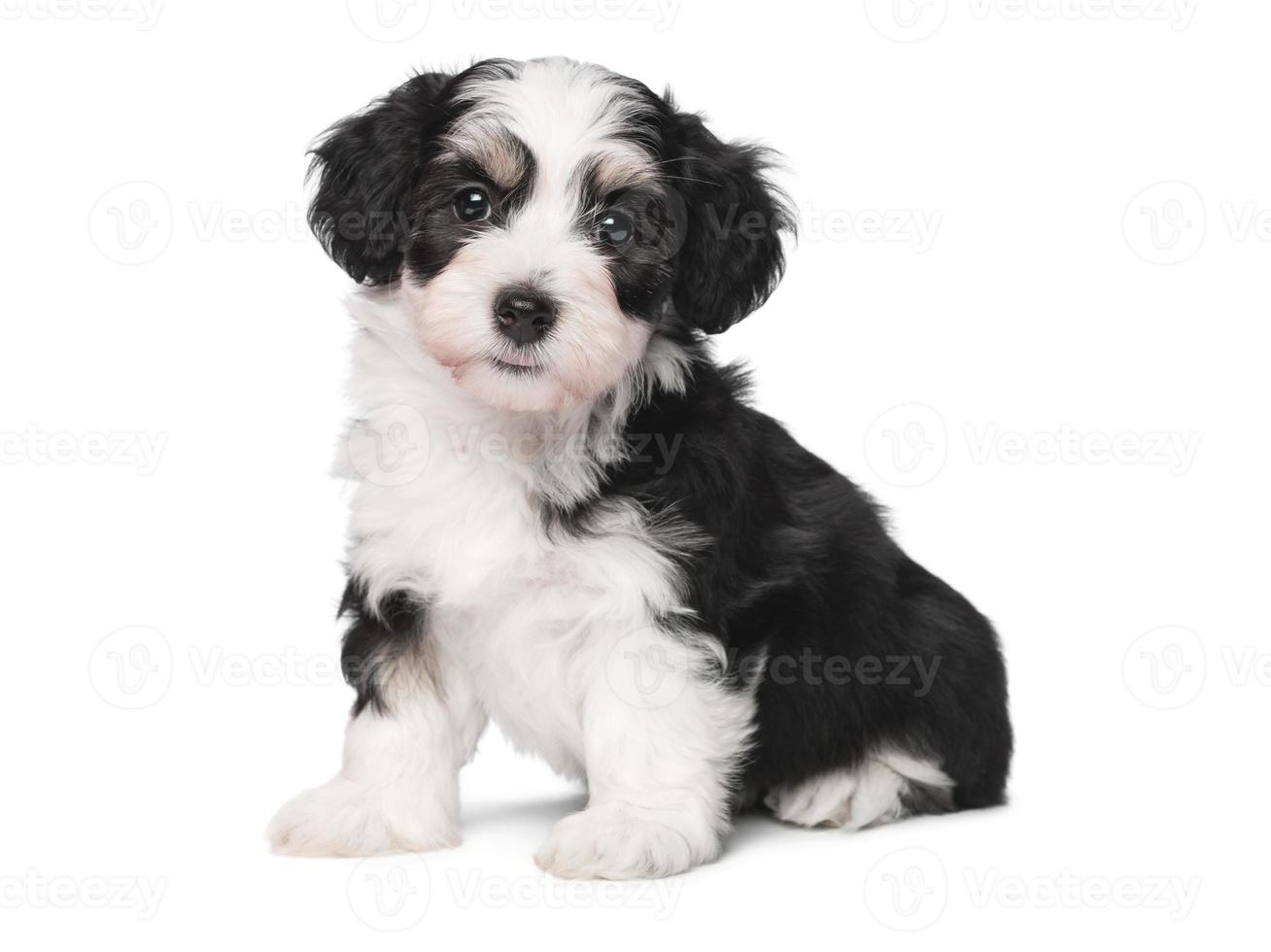 chiots chien noir et blanc chiot souriant drôle chien une patte et chiot mignon sur blanc photo