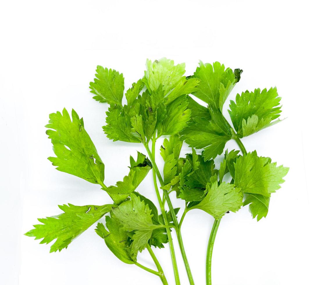 céleri isolé sur fond blanc. céleri vert qui ressemble au persil et à la feuille de coriandre. feuilles d'herbes pour la garniture et l'ingrédient du plat. photo