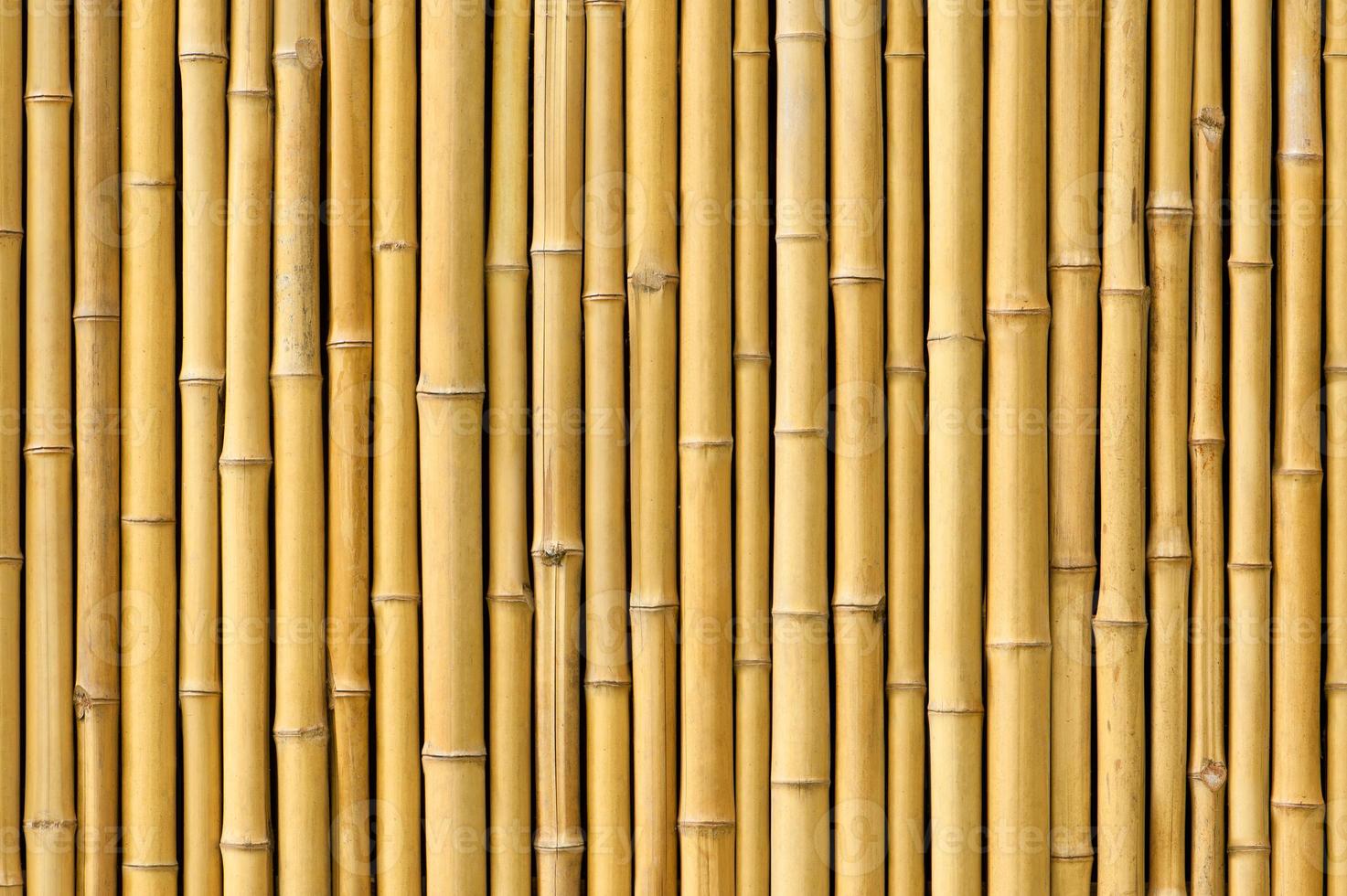 forêt de bambous japonais jaune et papier peint oriental en croissance bambou naturel. photo