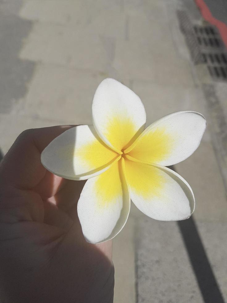 fleur de plumeria blanc jaune dans la main de la femme. frangipanier frangipanier. photo