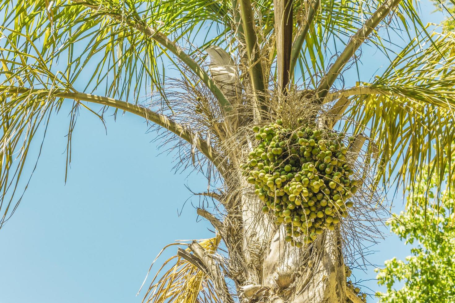 couronne d'un palmier au cap en afrique du sud. photo