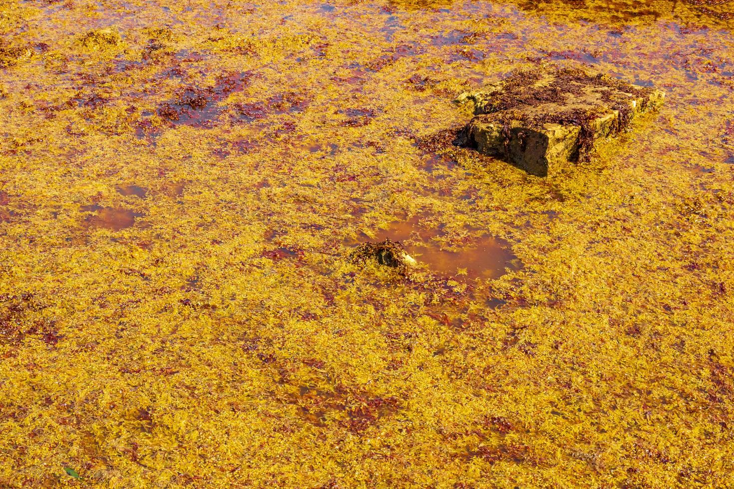 texture d'algues rouges sargazo à la plage playa del carmen mexique. photo