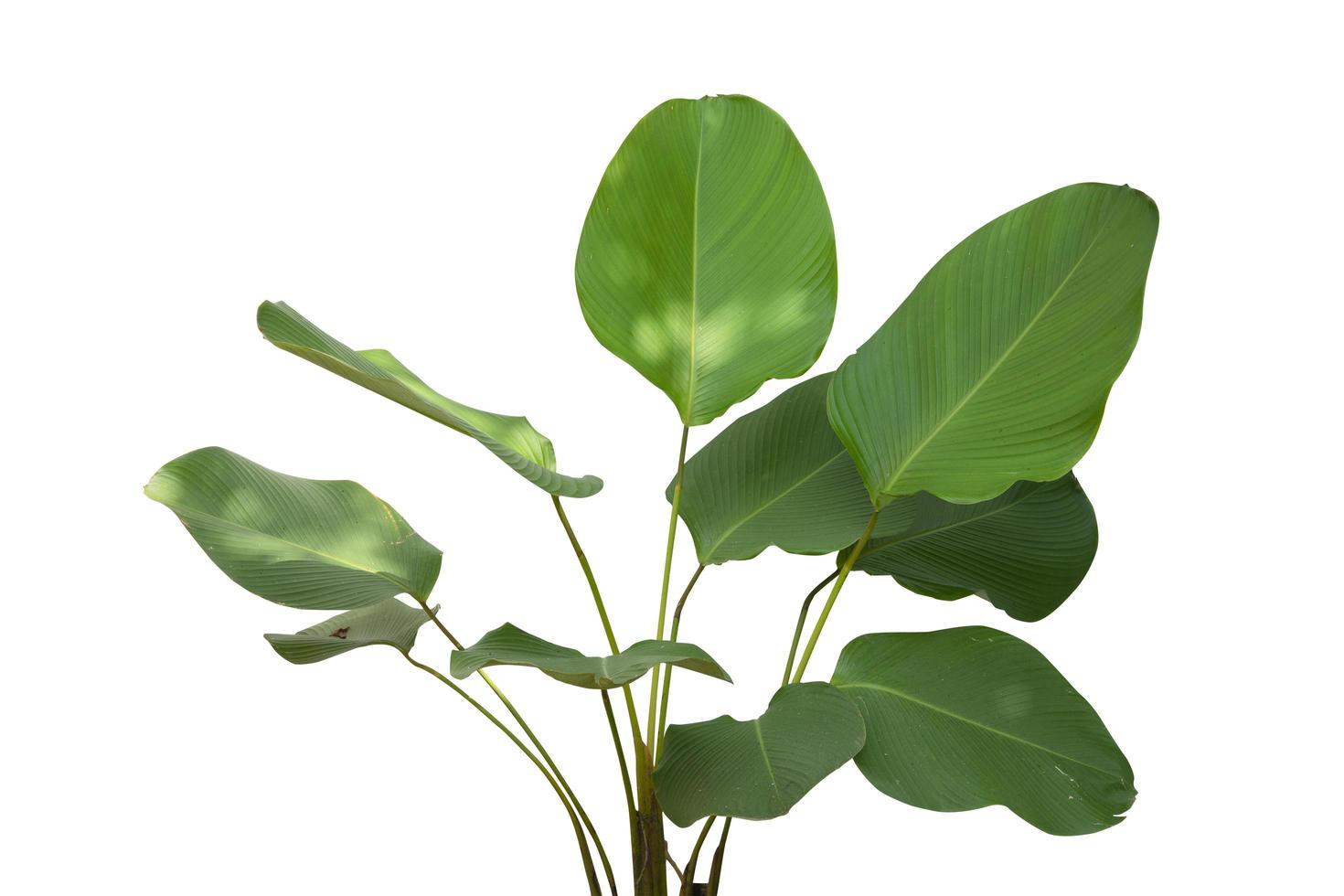 plante d'accueil verdâtre isolée sur fond blanc. collection botanique de plantes sauvages et de jardin. beaux objets de plantes. photo