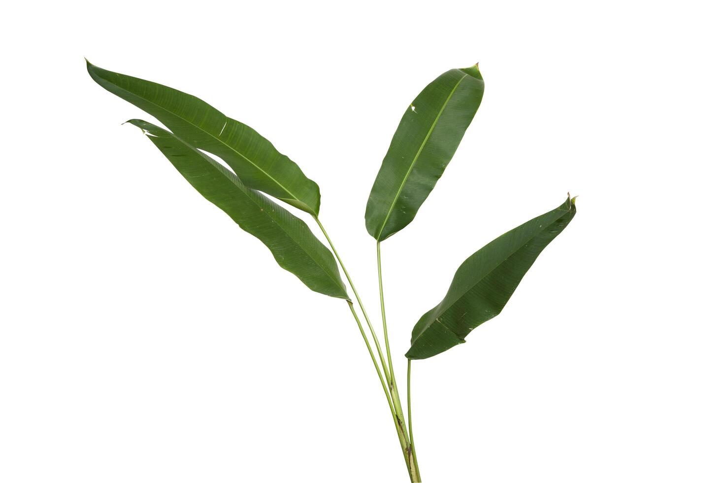 feuille de bananier, plante d'accueil verdâtre isolée sur fond blanc. collection botanique de plantes sauvages et de jardin. beaux objets de plantes. photo