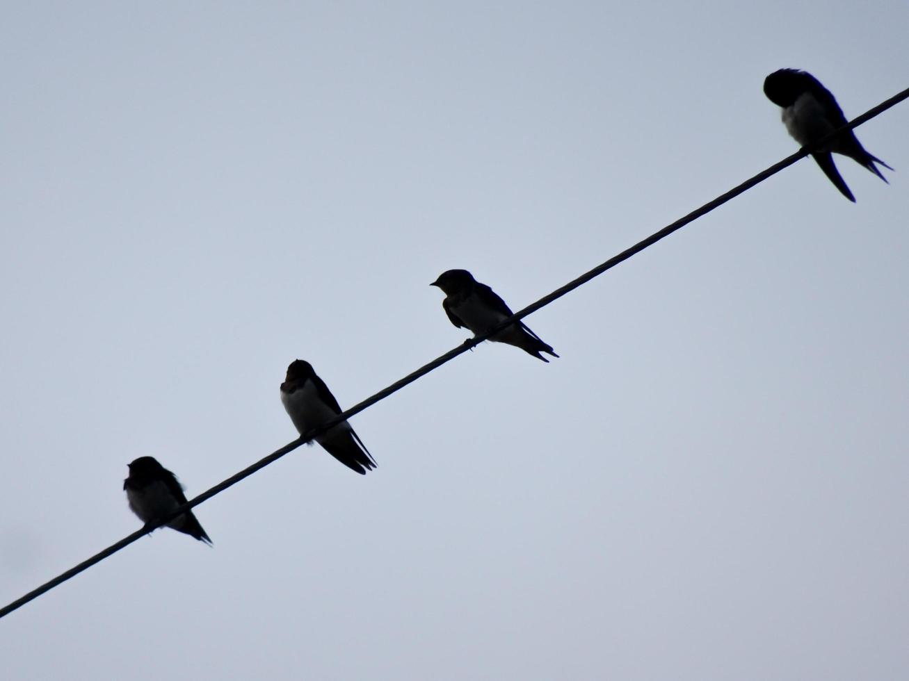 la volée d'oiseaux perchés sur les lignes électriques par temps nuageux. la scène de la nature dans la nuance sombre du jour. photo