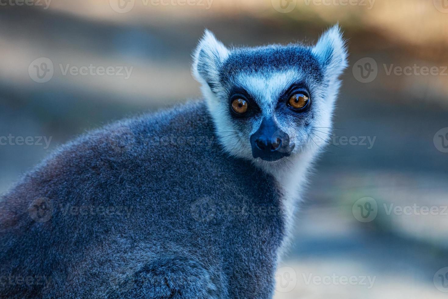 singe lémur catta. mammifère et mammifères. monde terrestre et faune. faune et zoologie. photo