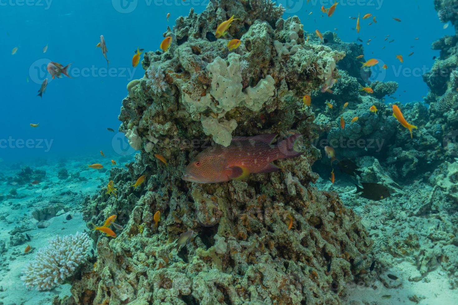 les poissons nagent dans la mer rouge, poissons colorés, eilat israël photo