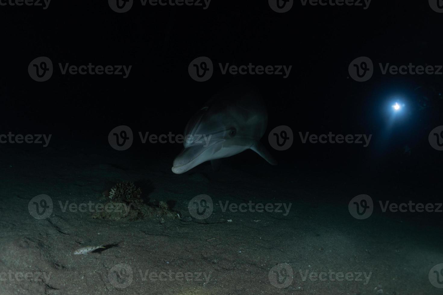 dauphin nageant dans la mer rouge, eilat israël photo