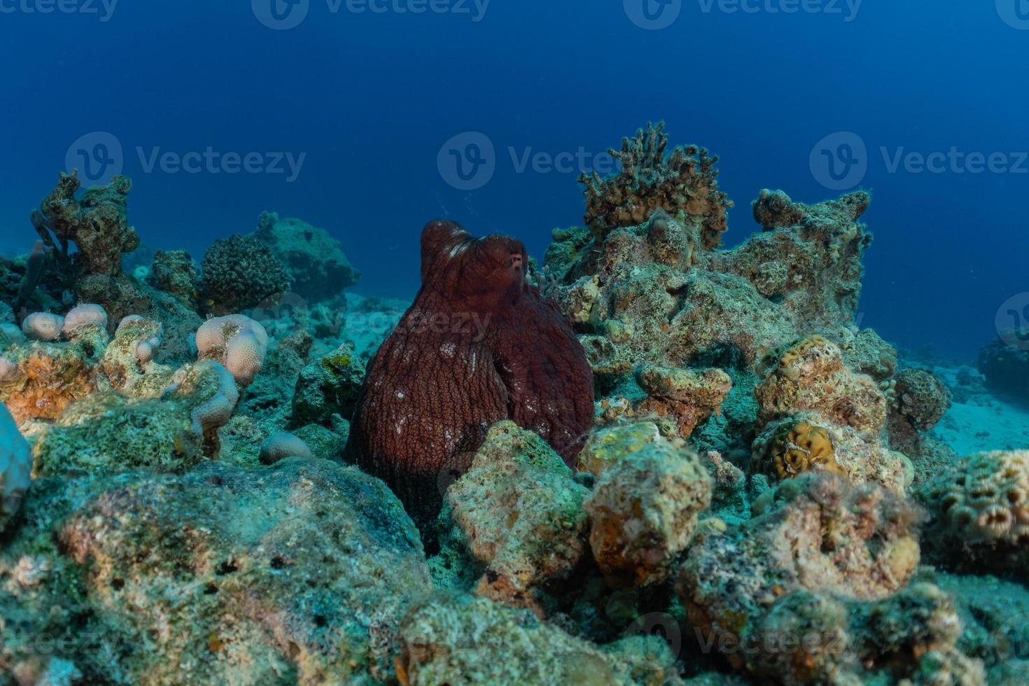 Octopus king of camouflage dans la mer rouge, eilat israël photo