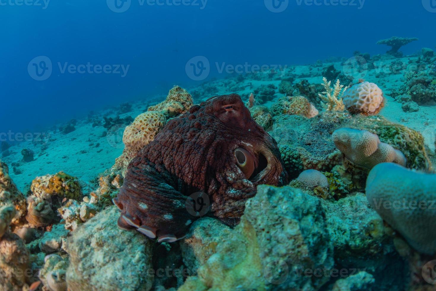 Octopus king of camouflage dans la mer rouge, eilat israël photo