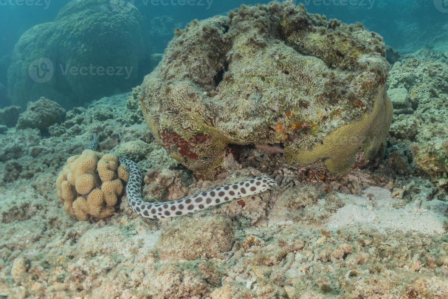 anguille de serpent tigre dans la mer rouge colorée et belle, eilat israël photo