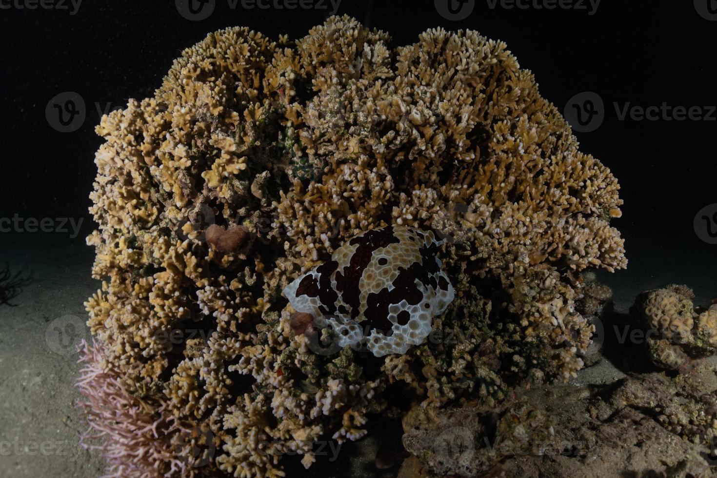 récif de corail et plantes aquatiques dans la mer rouge, eilat israël photo