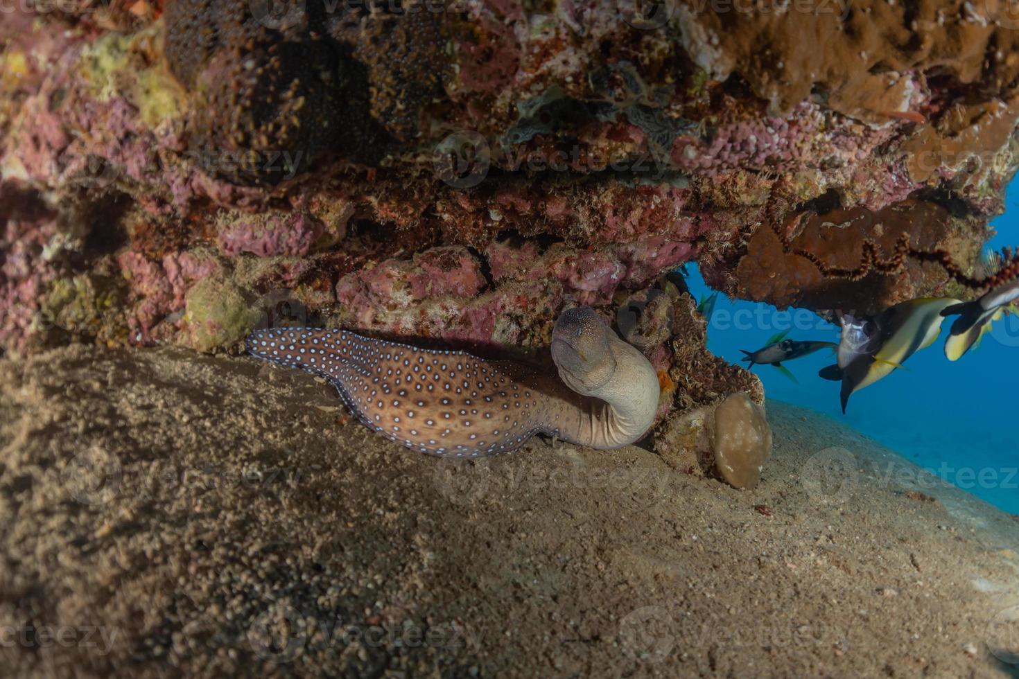 murène mooray lycodontis undulatus dans la mer rouge, eilat israël photo