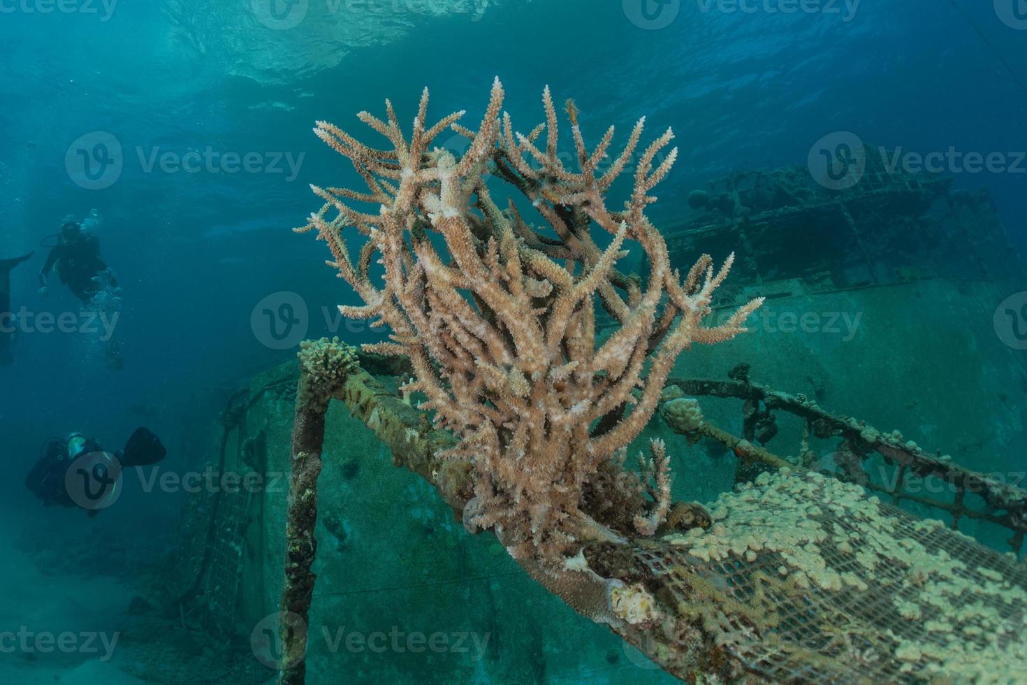 récif de corail et plantes aquatiques dans la mer rouge, eilat israël photo