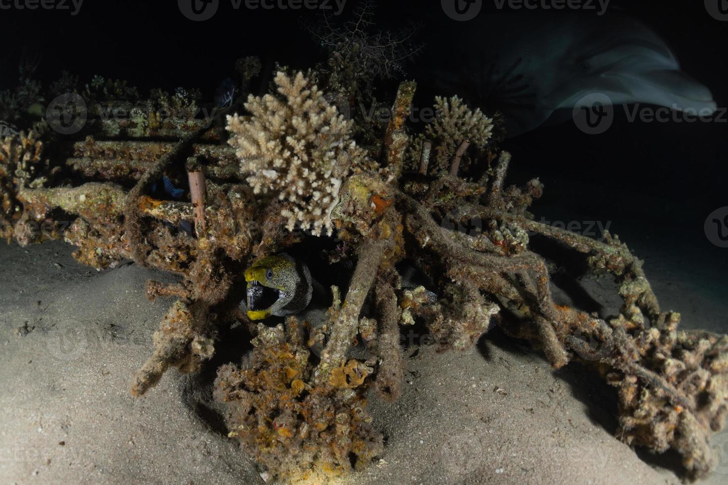 murène mooray lycodontis undulatus dans la mer rouge, eilat israël photo