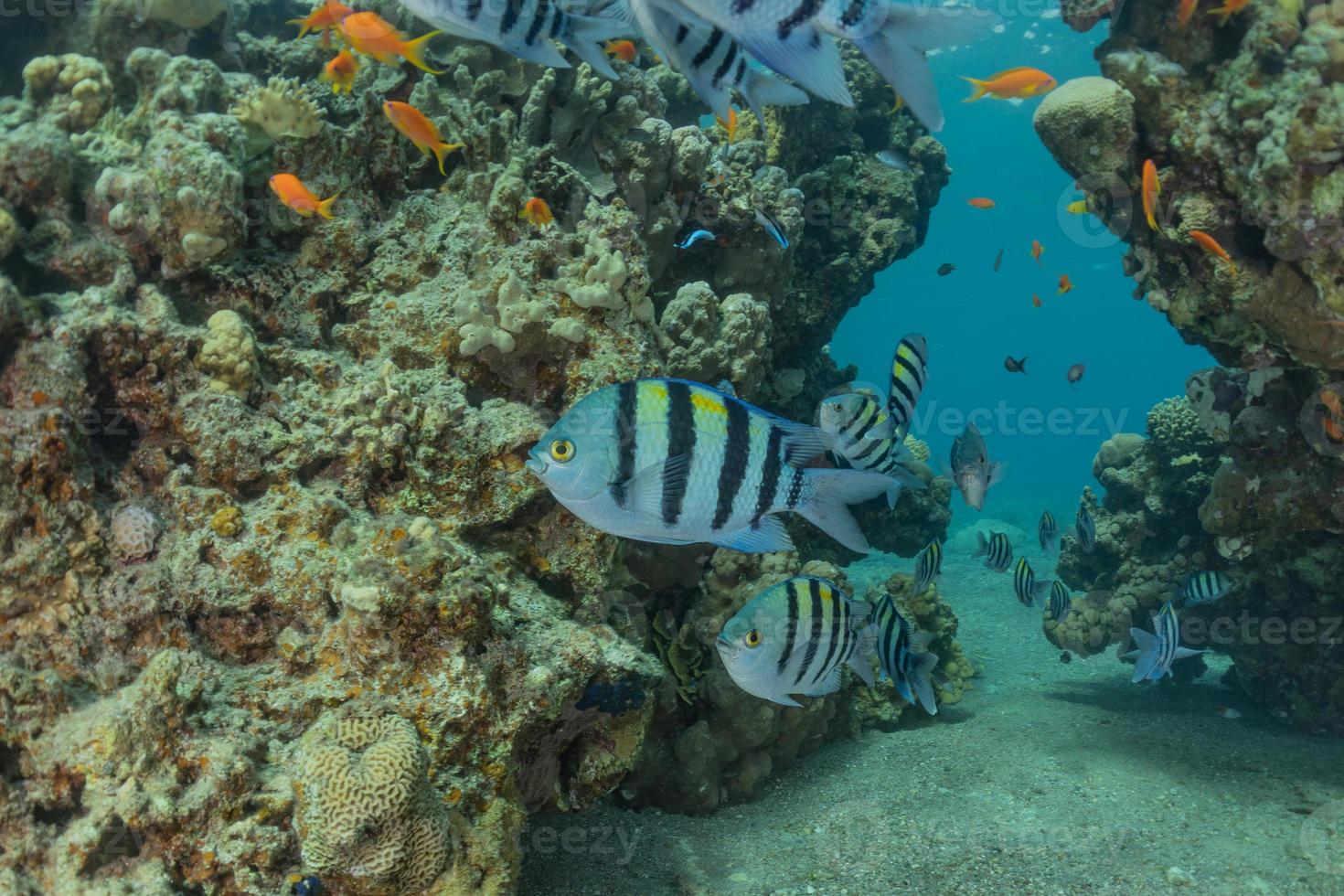 les poissons nagent dans la mer rouge, poissons colorés, eilat israël photo