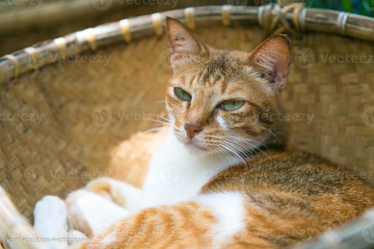 le chat orange est endormi sur le panier photo