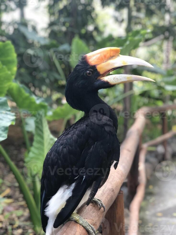 un oiseau avec un grand bec perché dans un arbre avec flou de mouvement photo