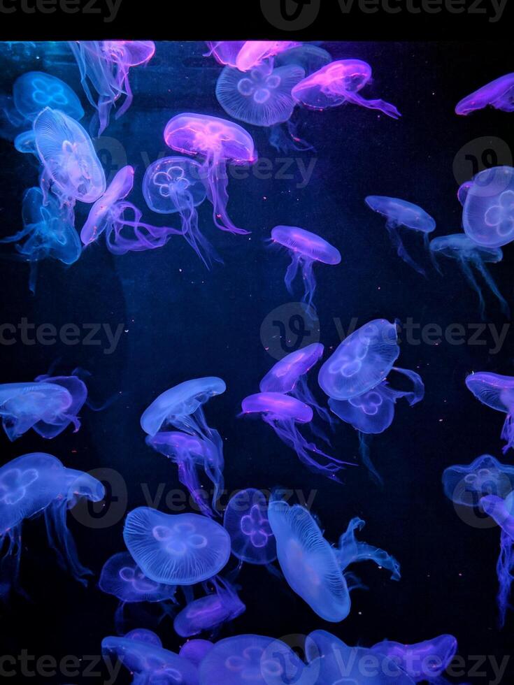 un tas de méduses bleues nageant dans la mer photo