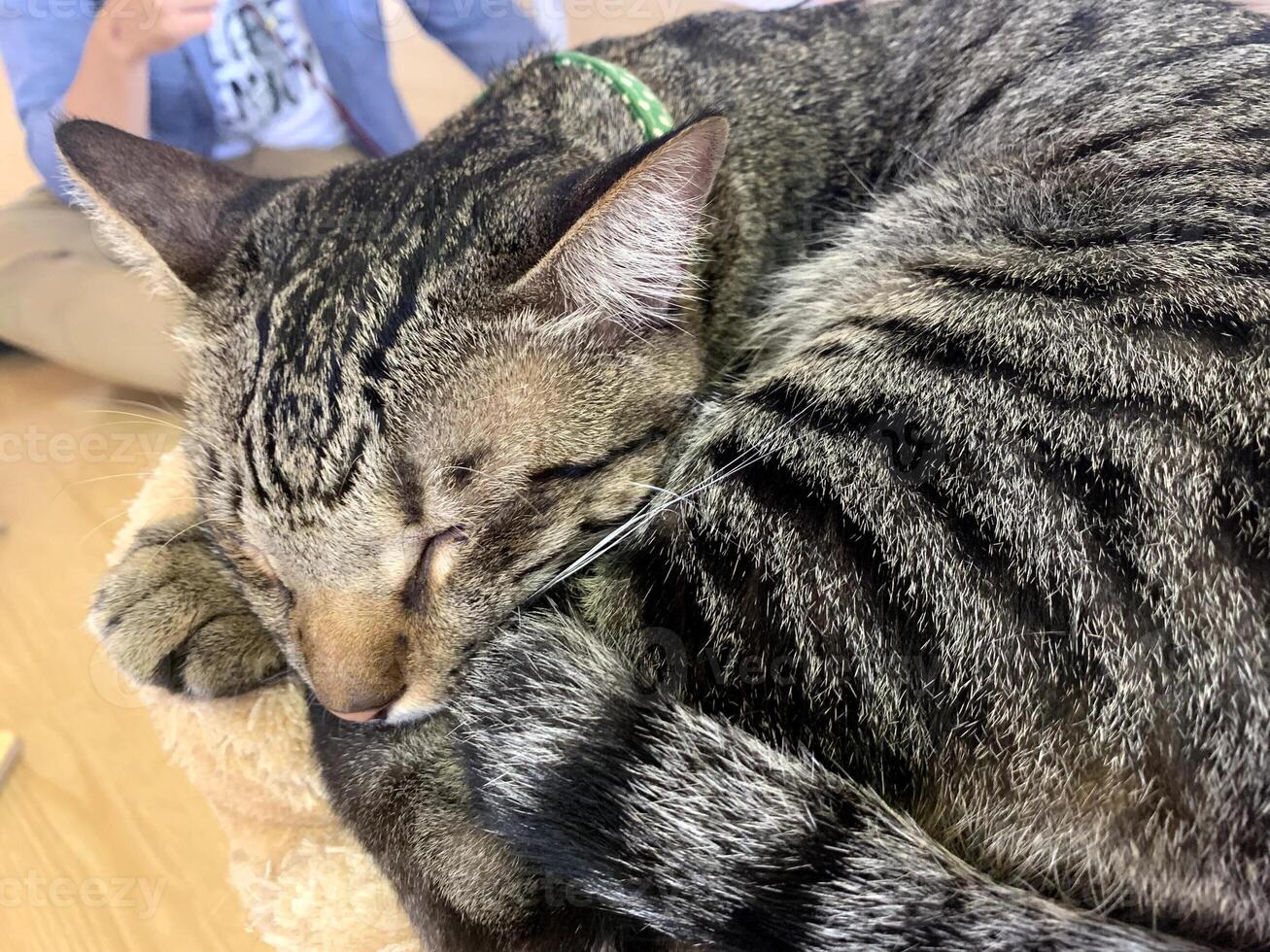 le chat noir dort avec un flou de mouvement photo