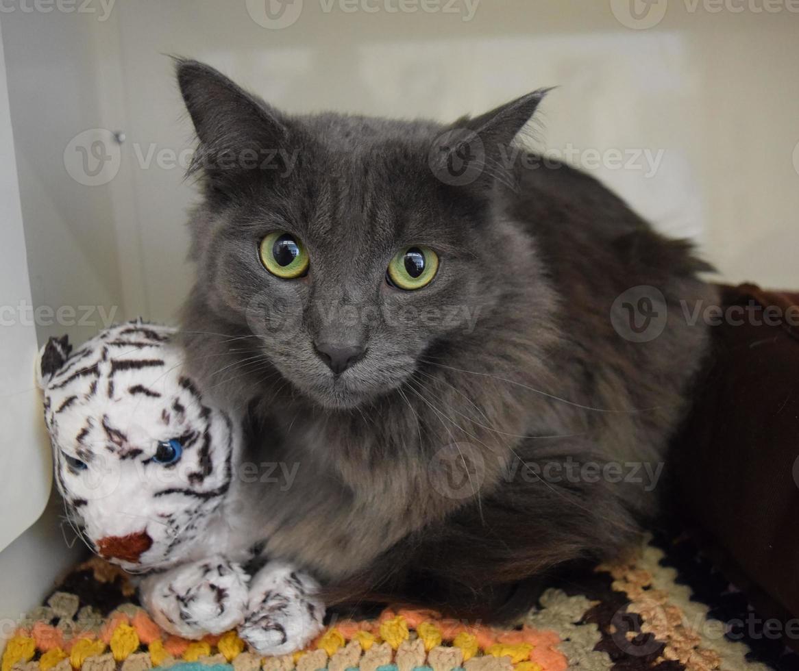 adorable chat gris avec une poupée tigre photo
