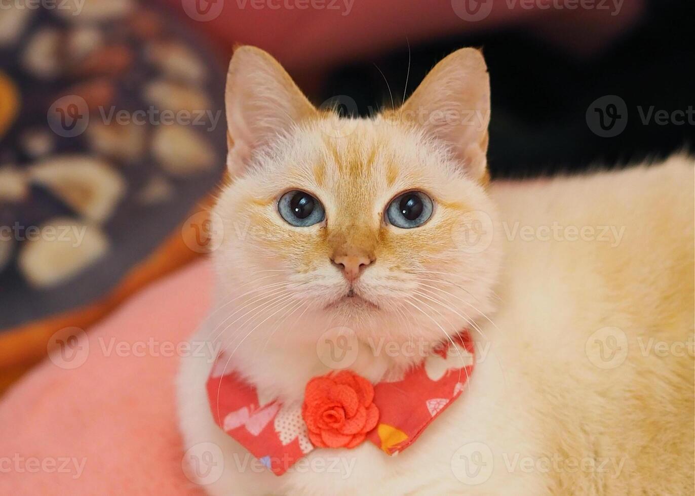 un beau et mignon chat coloré avec une jolie cravate photo