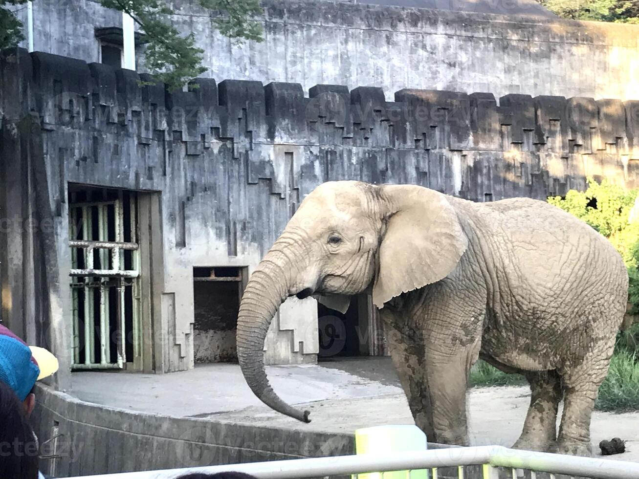 un éléphant mange des plantes dans une cage photo