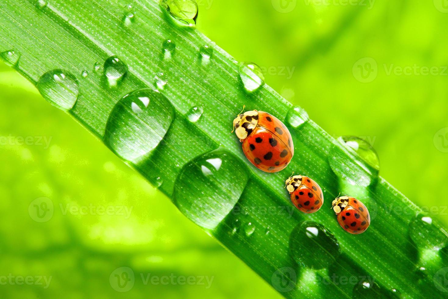 coccinelles rouges assises sur des feuilles vertes et de l'herbe rosée avec la nature. photo