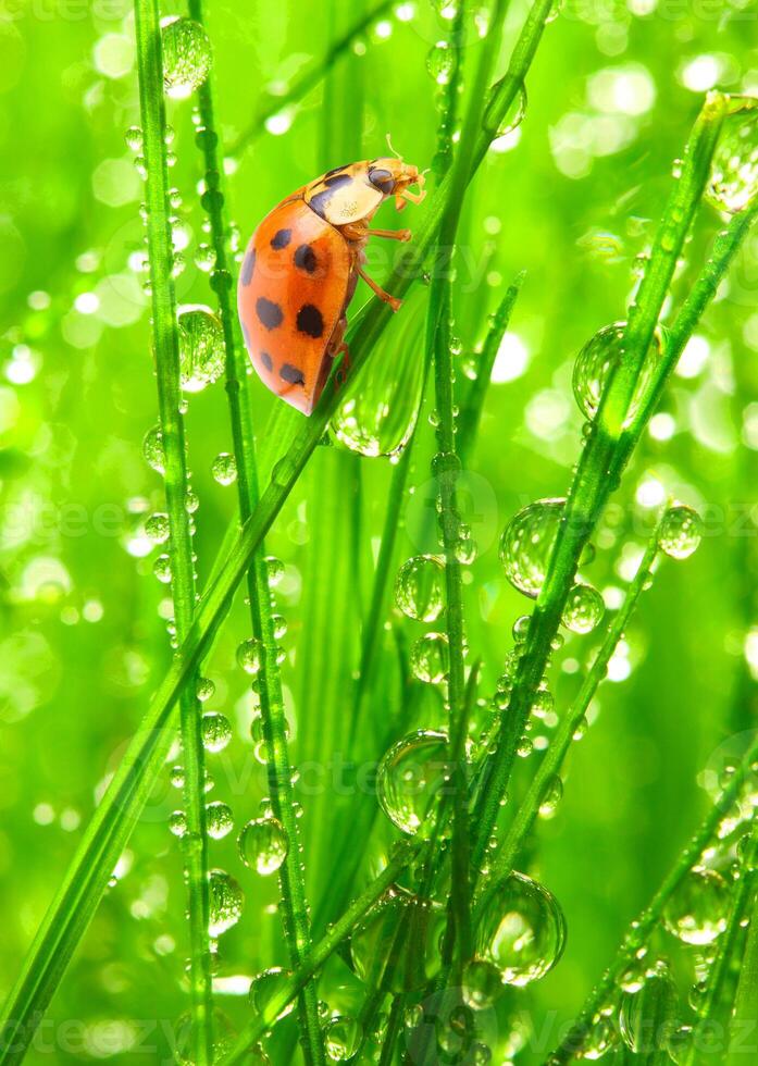 coccinelles rouges assises sur des feuilles vertes et de l'herbe rosée avec la nature. photo