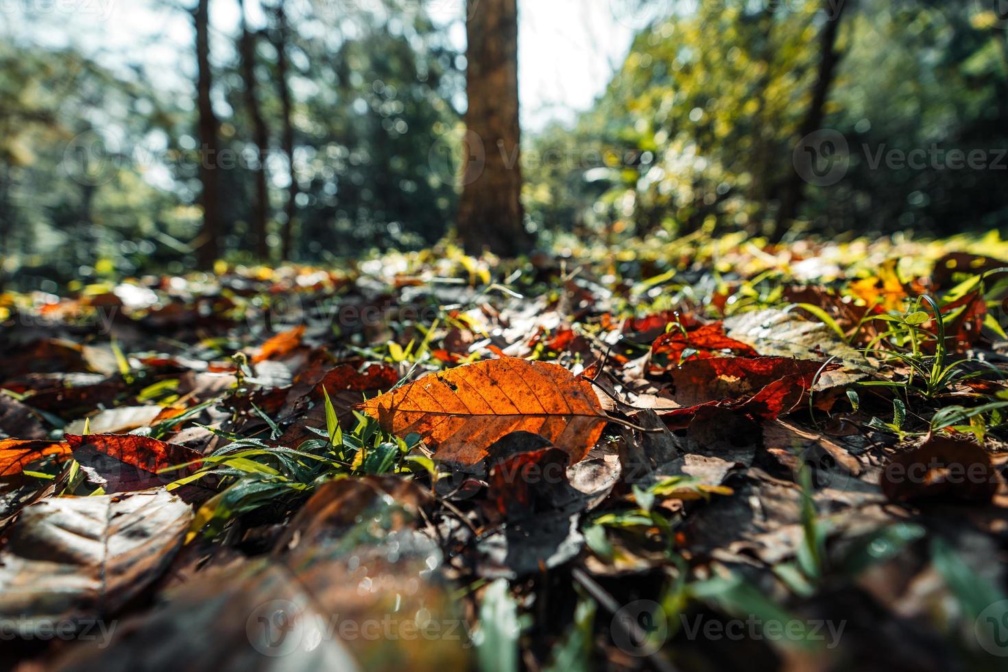 forêt et les feuilles d'automne changent de couleurs photo