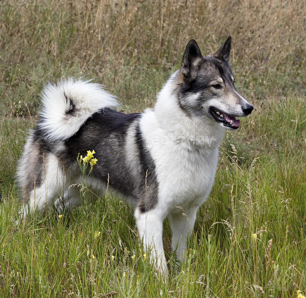 chien de chasse sibérien laika extérieur vu proie photo