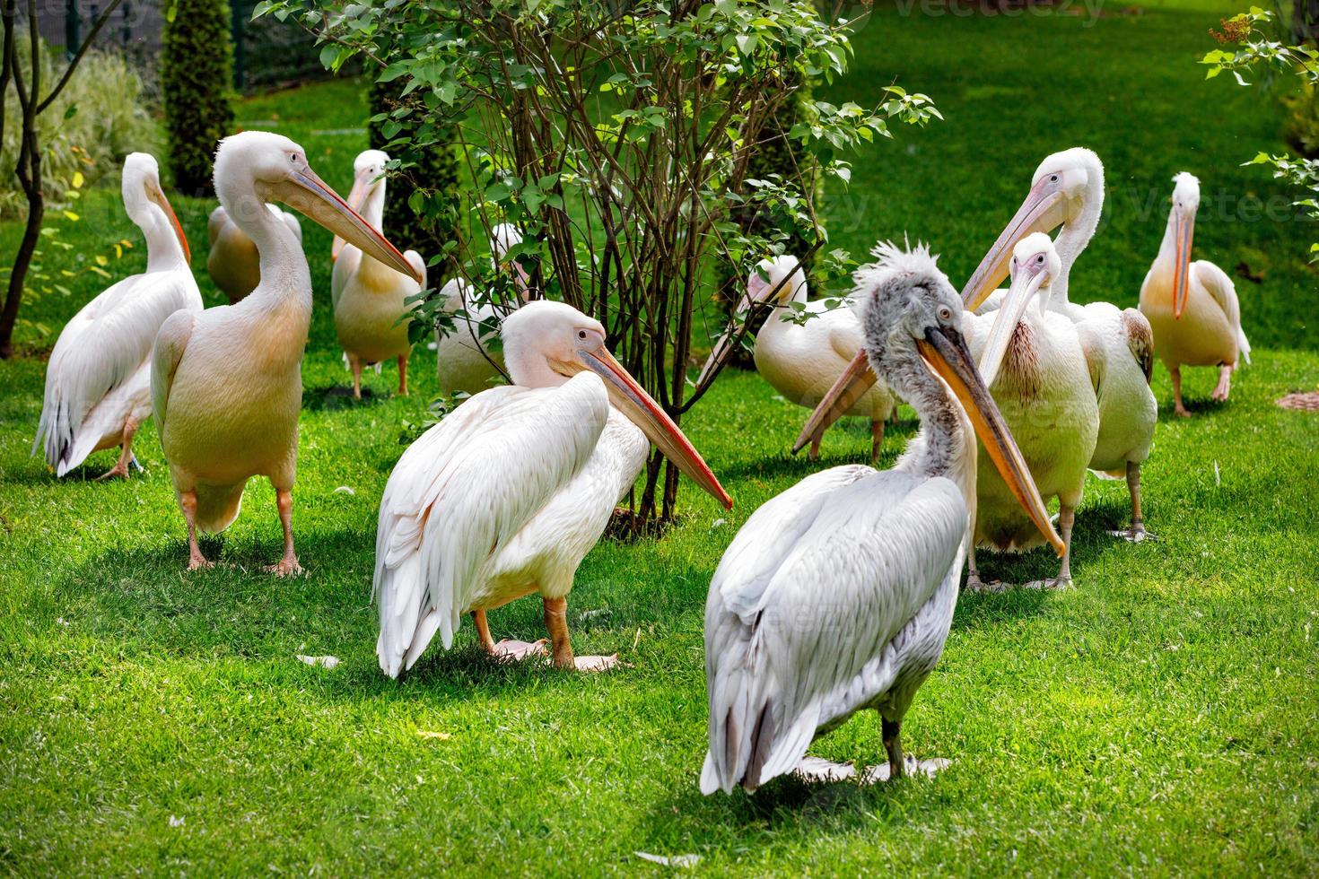 un troupeau de pélicans blancs sur une pelouse verte à la lumière du soleil. photo