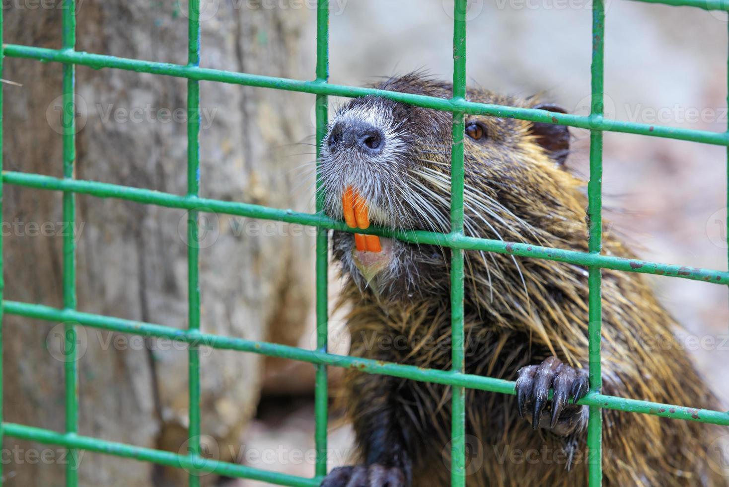 portrait en gros plan d'un rat d'eau ragondin. photo