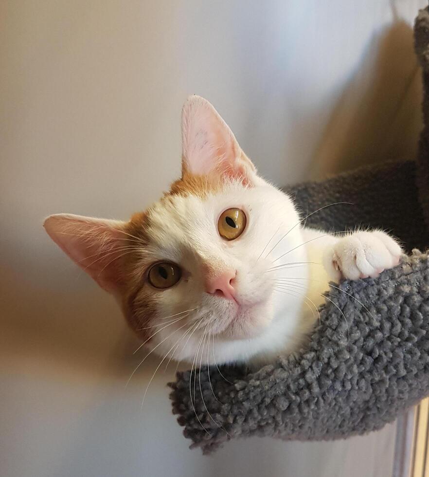 chat blanc qui a une drôle de tête photo