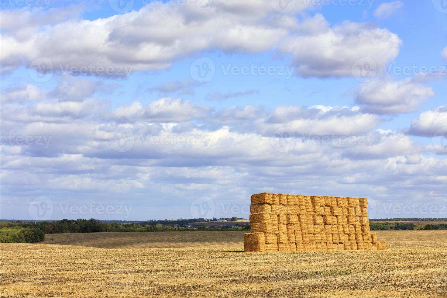 une grande pile de paille dans le contexte d'un large champ et d'un ciel bleu nuageux après la récolte. photo
