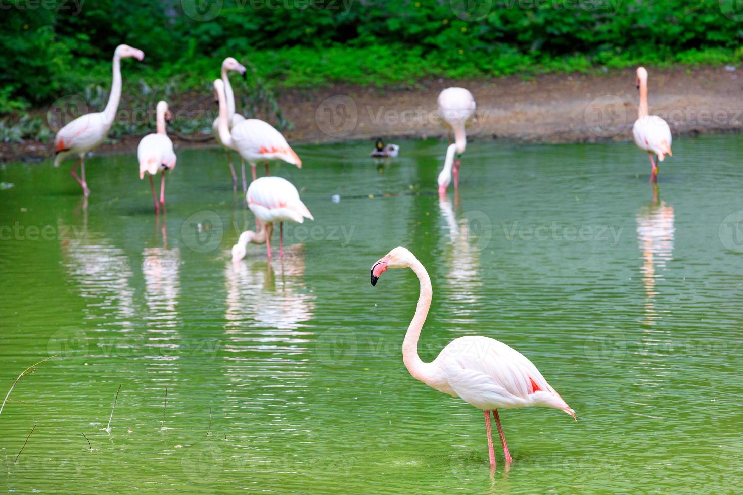 un troupeau de blanc gracieux avec des flamants roses sur la rive d'un lac forestier. photo