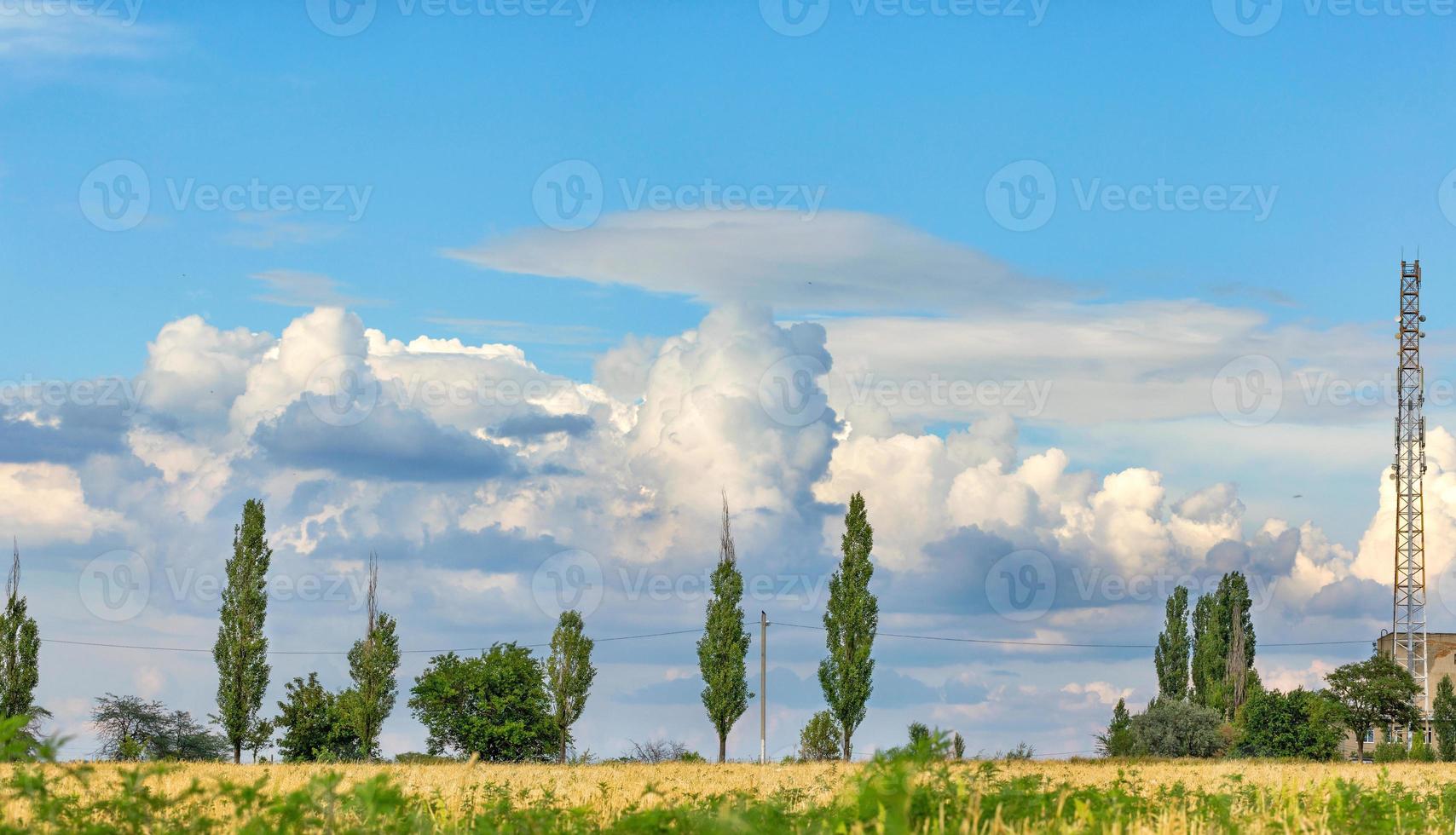 ciel bleu nuageux sur un champ de blé jaune et des peupliers solitaires à l'horizon. photo
